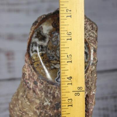 Large Ammonite/Goniatite Fossils in Rock Display Specimen