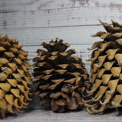 Lot of Large Pinecones