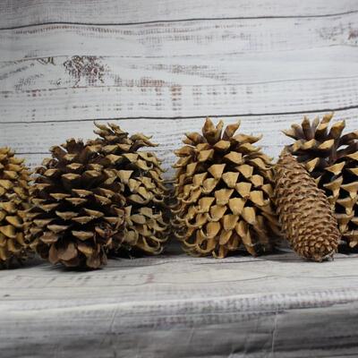 Lot of Large Pinecones