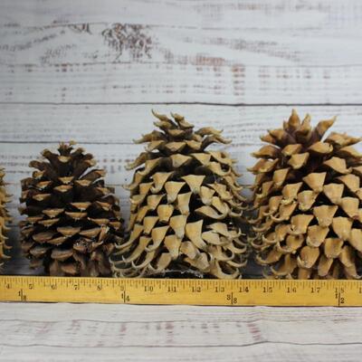 Lot of Large Pinecones