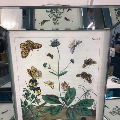 A175 Set of Four Life Stages of Butterfly Prints framed in Mirror frames