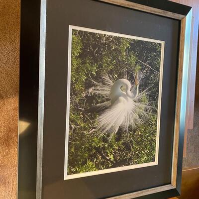 Bird Photograph Signed on the back Jack Wilfore