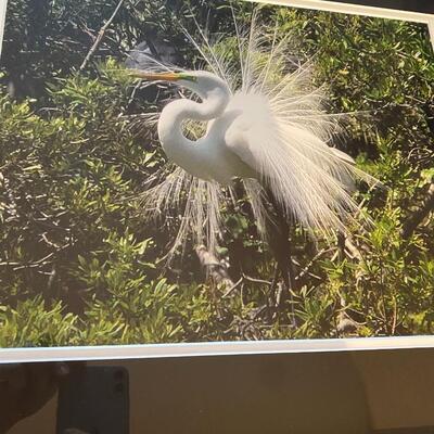 Bird Photograph Signed on the back Jack Wilfore