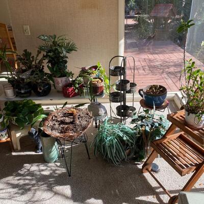 Assortment of Plants