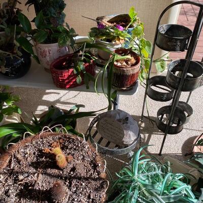 Assortment of Plants