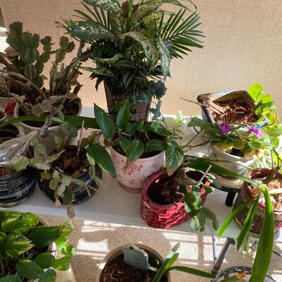 Assortment of Plants