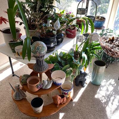 Assortment of Plants