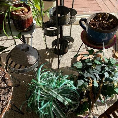 Assortment of Plants
