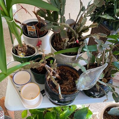 Assortment of Plants