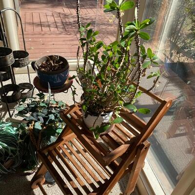 Assortment of Plants