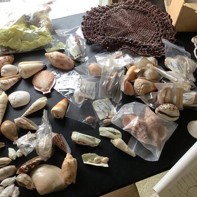 Huge Seashell Collection & Collectors Info Book