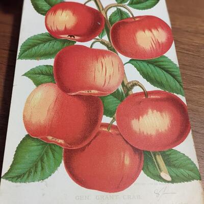 Amazing 1888 Chase Bros Co. New England Nurseries, Stecher Litho. Co