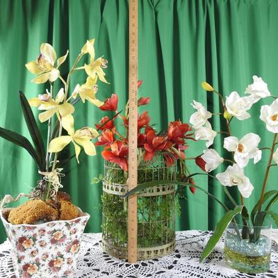 Orchids