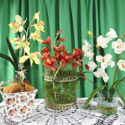 Orchids