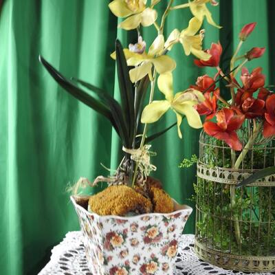 Orchids