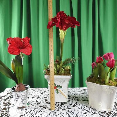 Amaryllis