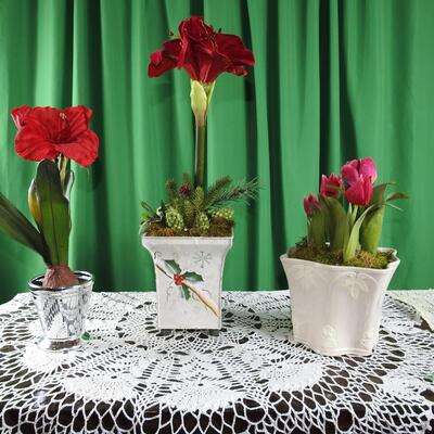 Amaryllis