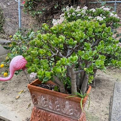 Established Jade Tree with Clay Rectangle Planter and Pink Flamingo