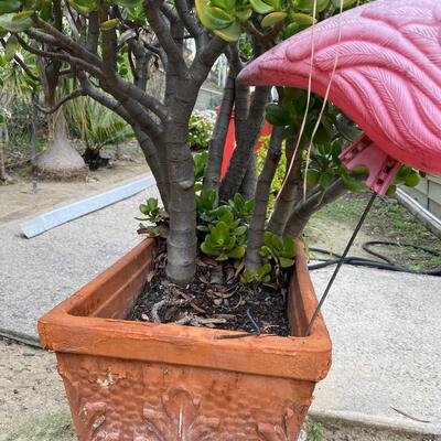 Established Jade Tree with Clay Rectangle Planter and Pink Flamingo