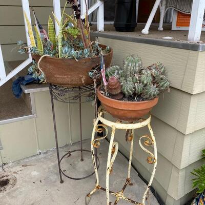 Pair of Potted Succulents with Metal Plant Stands