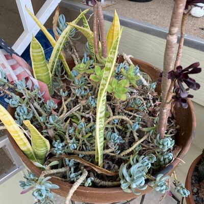 Pair of Potted Succulents with Metal Plant Stands
