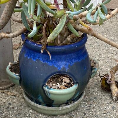 Garden Plant Lot - 5 Small Ceramic Pots with Succulents