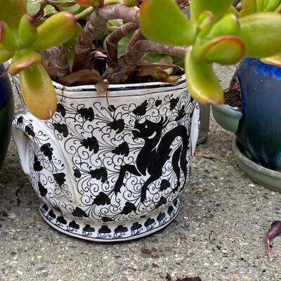 Garden Plant Lot - 5 Small Ceramic Pots with Succulents