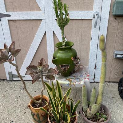 Plant Lot - 4 Medium Sized Potted Succulents and Cactus