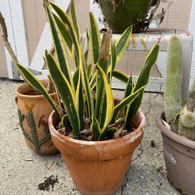 Plant Lot - 4 Medium Sized Potted Succulents and Cactus