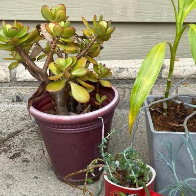 Unique Potted Plants and Garden Yard Art Lot