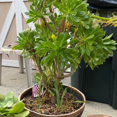 Miscellaneous Garden Yard Art and Potted Succulent Lot