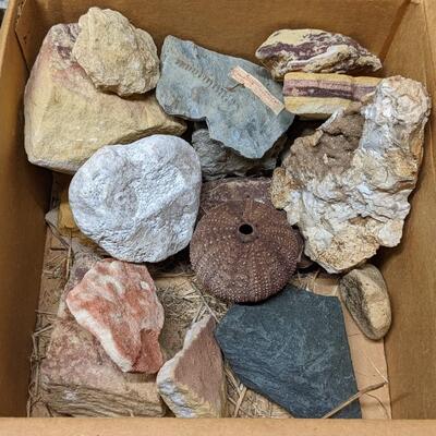 Box of Fossils, Sea shells, Geo Rocks