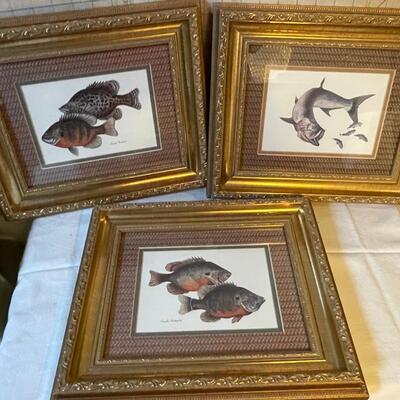 Lot of 3 Fish Prints in Gilded Frames