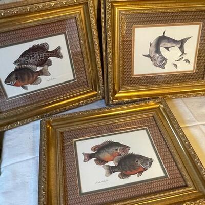 Lot of 3 Fish Prints in Gilded Frames