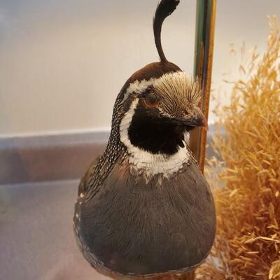 The Wildlife Collection - Taxidermy Mount Quail Lamps