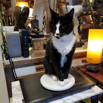 Cat on pedestal imitating sculpture not for sale