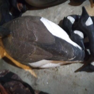 LOT 45  GEESE SHELL DECOYS  (3RD)