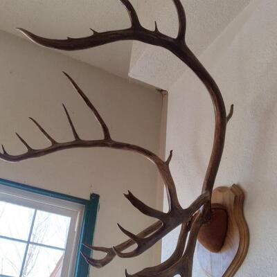 LOT 32   CARABOO ANTLERS