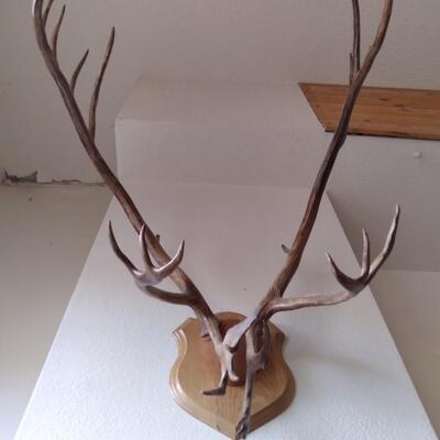 LOT 32   CARABOO ANTLERS