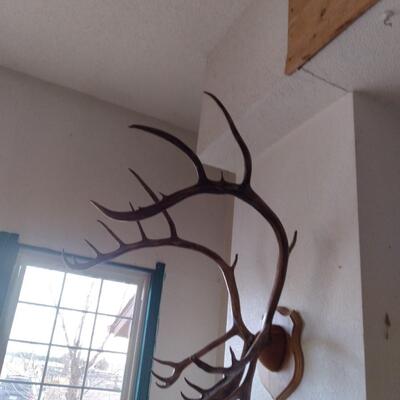 LOT 32   CARABOO ANTLERS