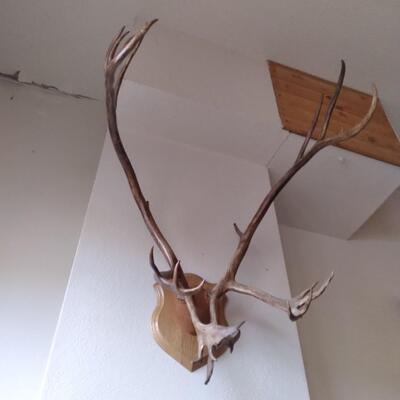 LOT 32   CARABOO ANTLERS