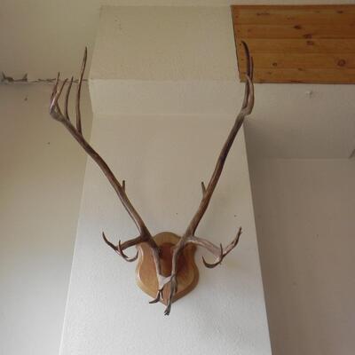 LOT 32   CARABOO ANTLERS