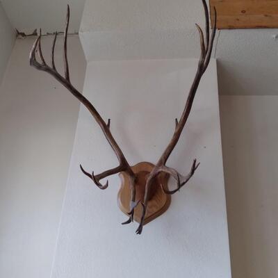 LOT 32   CARABOO ANTLERS