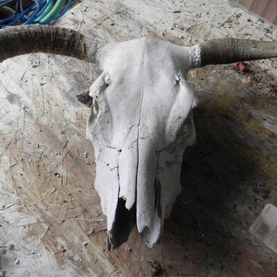 LOT 61  ANTELOPE HORN KIT AND SKULL