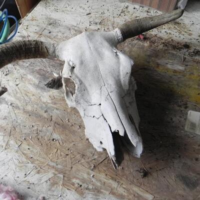 LOT 61  ANTELOPE HORN KIT AND SKULL