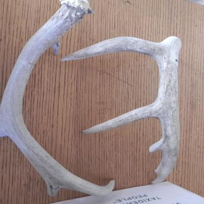 LOT 61  ANTELOPE HORN KIT AND SKULL