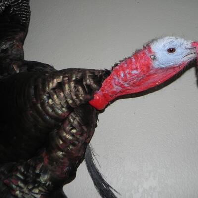 LOT 62 TURKY TAXIDERMY