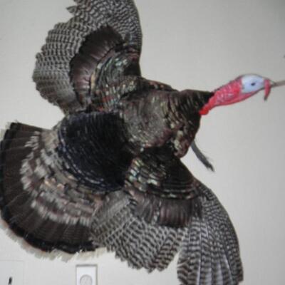LOT 62 TURKY TAXIDERMY