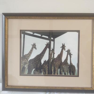 Framed Prints