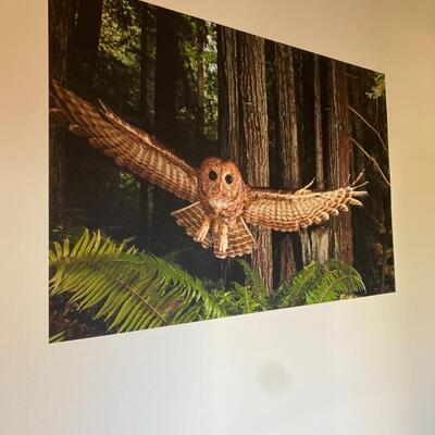 Flying Owl Wall Art Mural